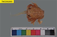 藏品(顯著瓊娜蟹)的圖片